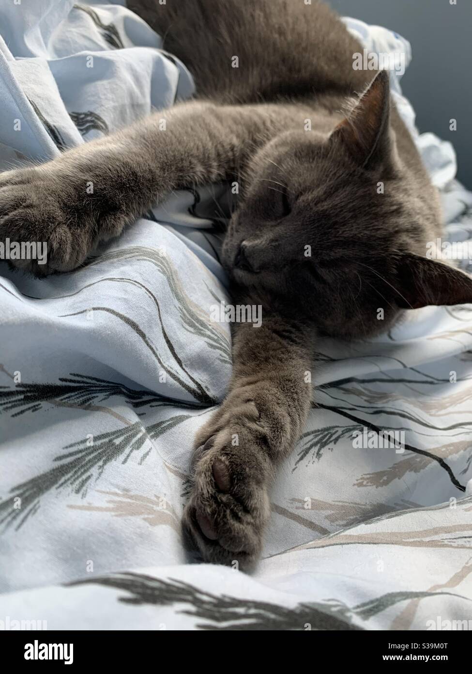 Verschlafene Kitty an einem Sonntagnachmittag Stockfoto