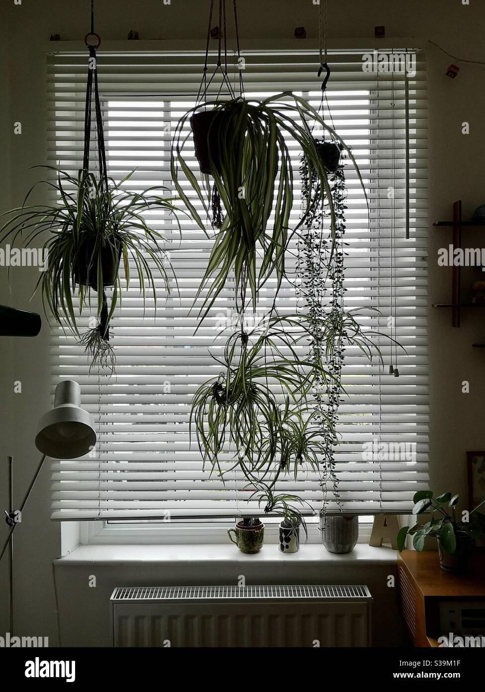 Hängende Pflanzen in der Wohnung vor geschlossenen Jalousien Stockfoto