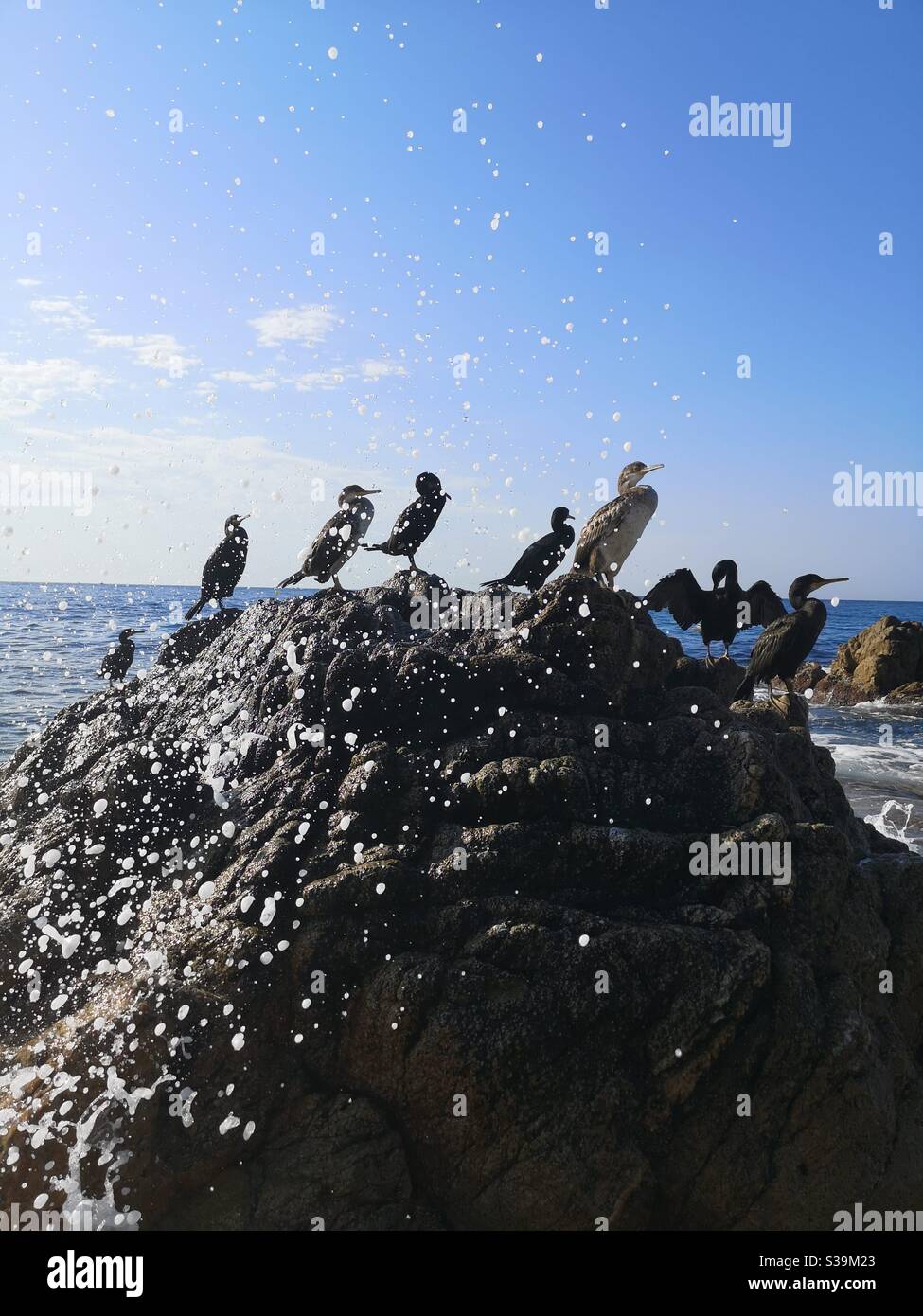 Kormorane Sonnenbaden auf einem Felsen von den Meereswellen geplatzt Stockfoto