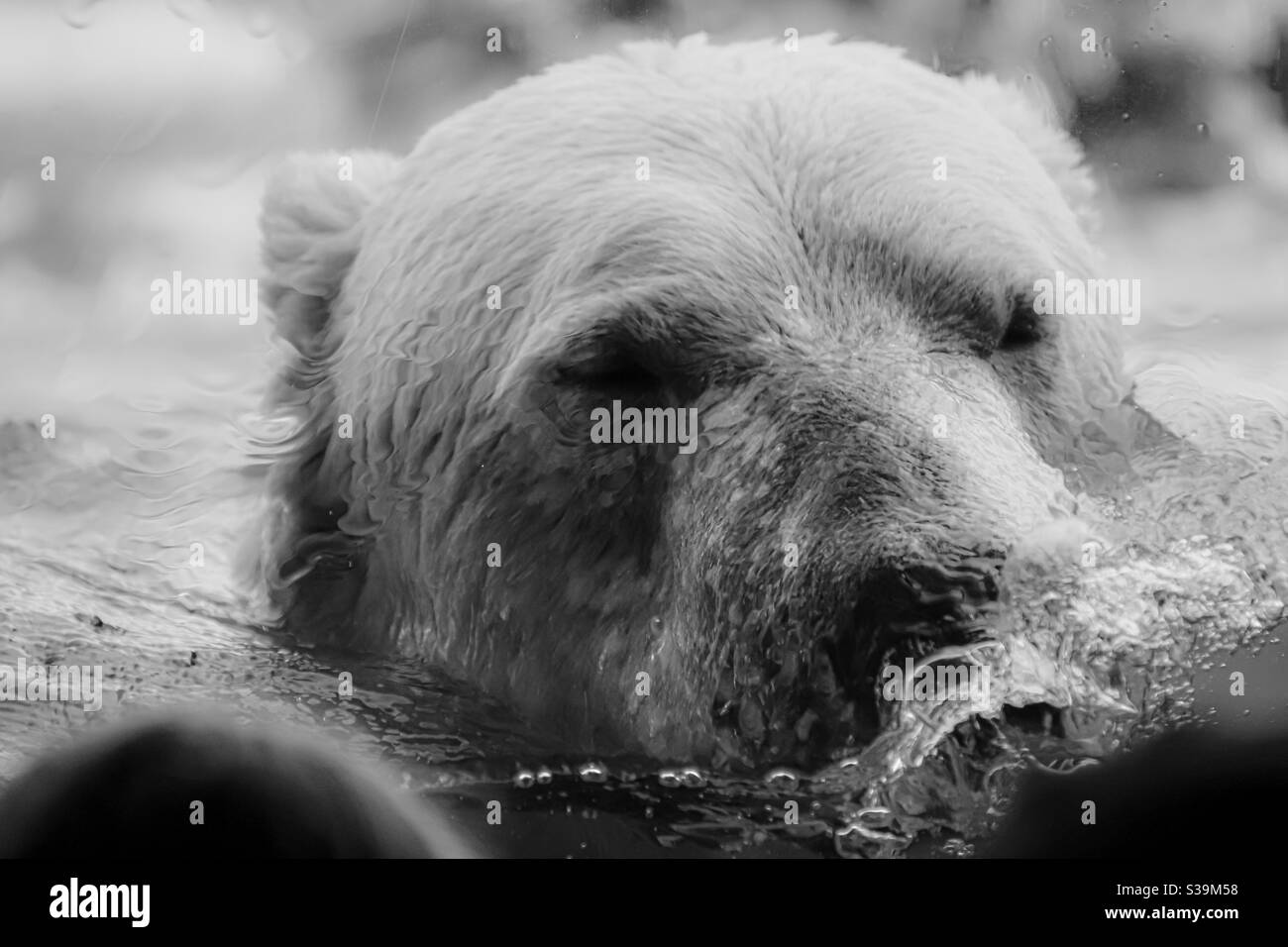 Ein Eisbär badet, Schwarz-Weiß-Foto Stockfoto