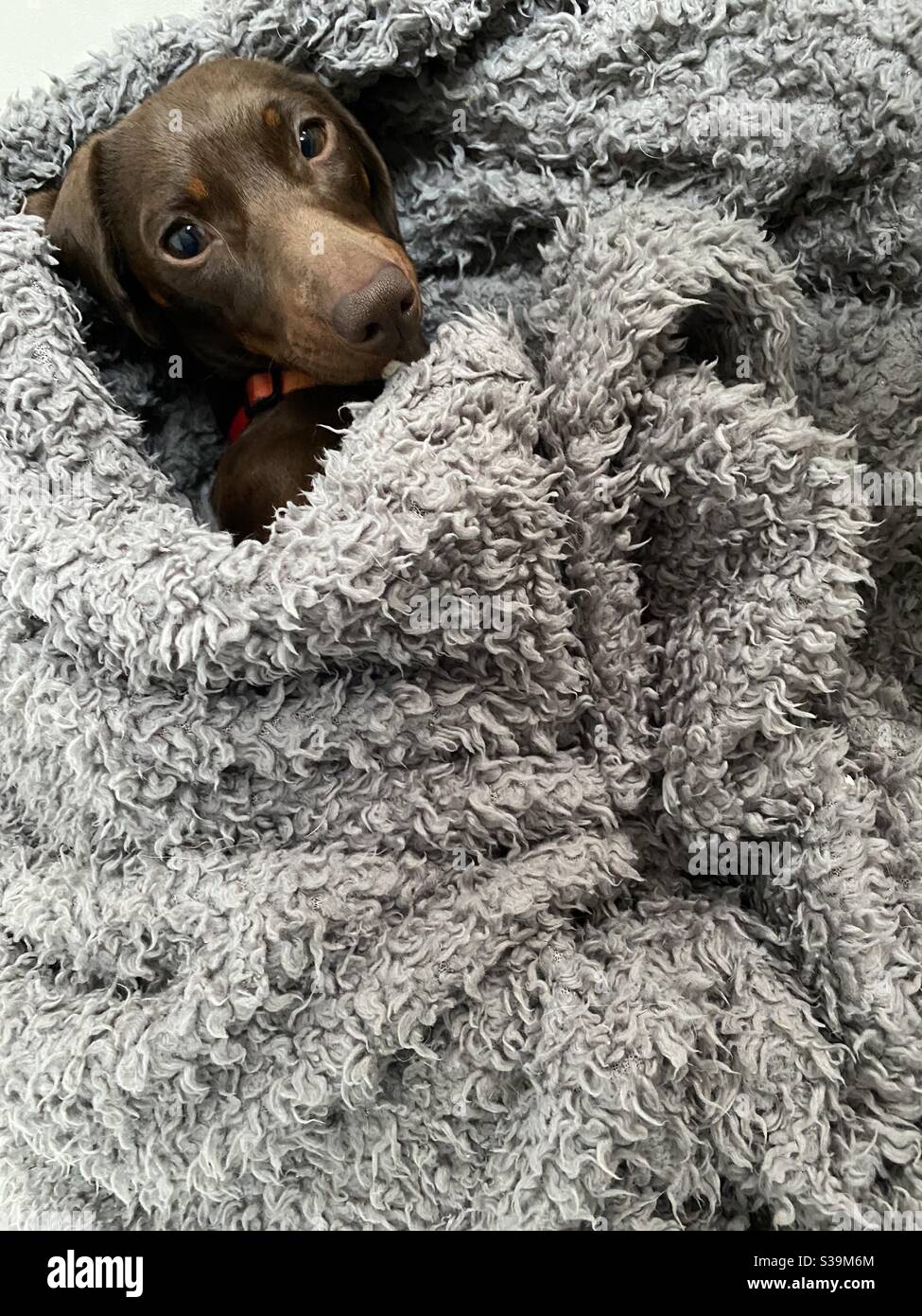Wursthund Dackel in einer Decke Stockfoto