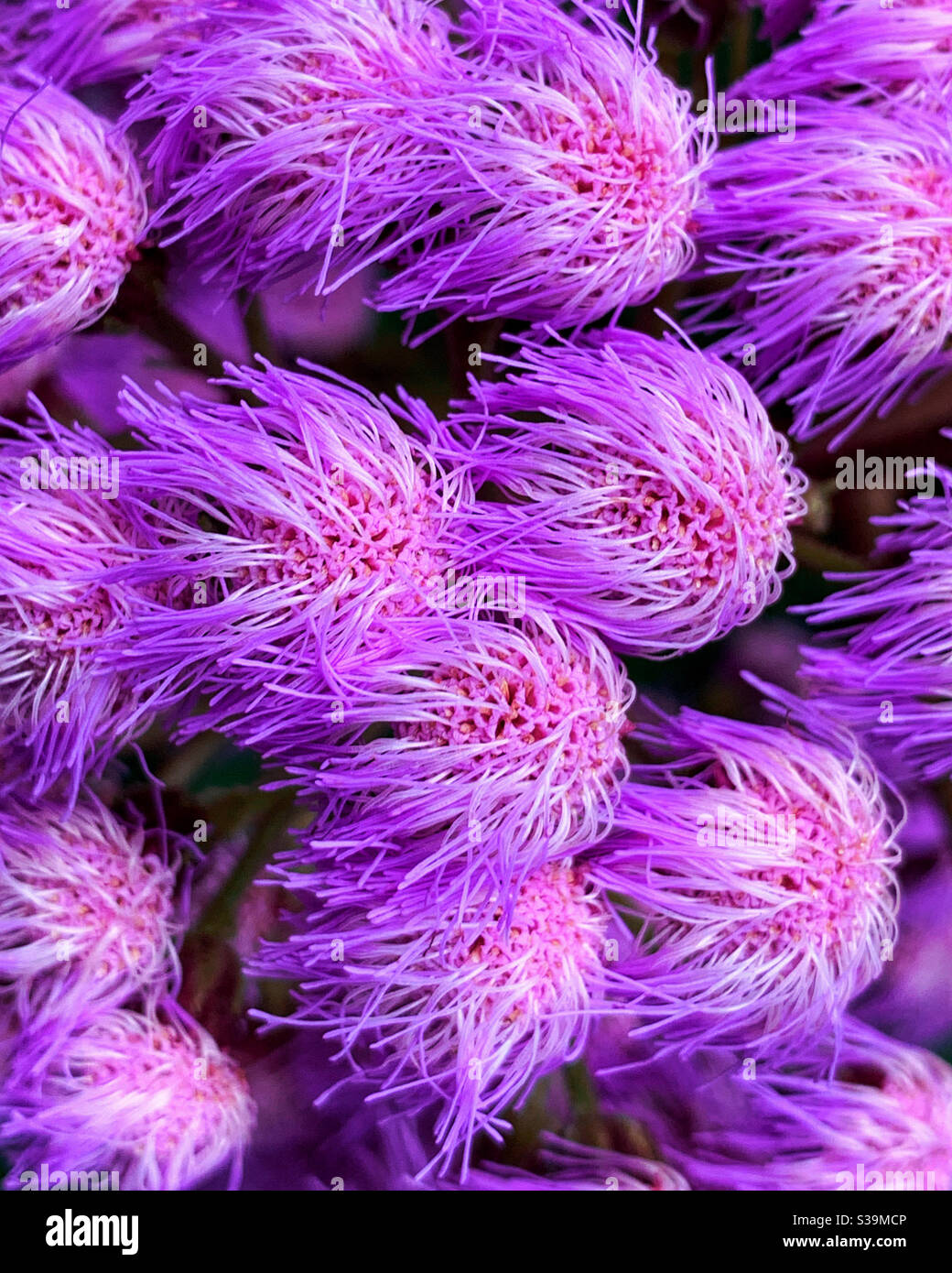 Verrückte lila rosa Blüten, wie eine Masse von Federduster oder fremde Kreaturen, die im Wind wehen und lila verdunkeln Stockfoto