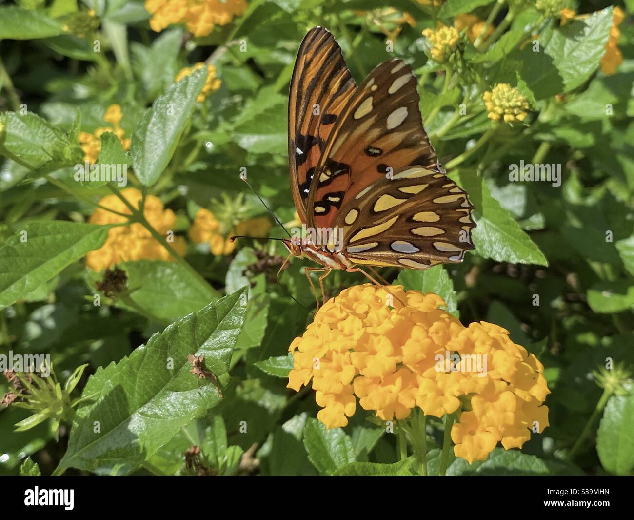 Bunte Golf Fritillary Schmetterling auf gelben lantana Blumen Stockfoto