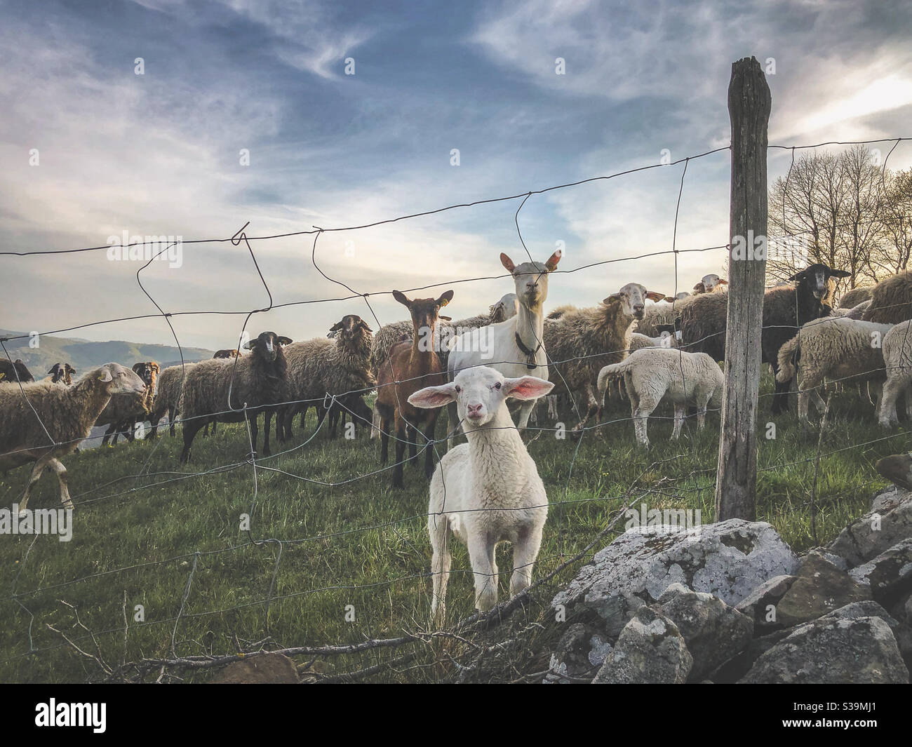 Eine Herde Schafe starrt auf die Kamera - Smartphone-aufgenommenes Stockfoto