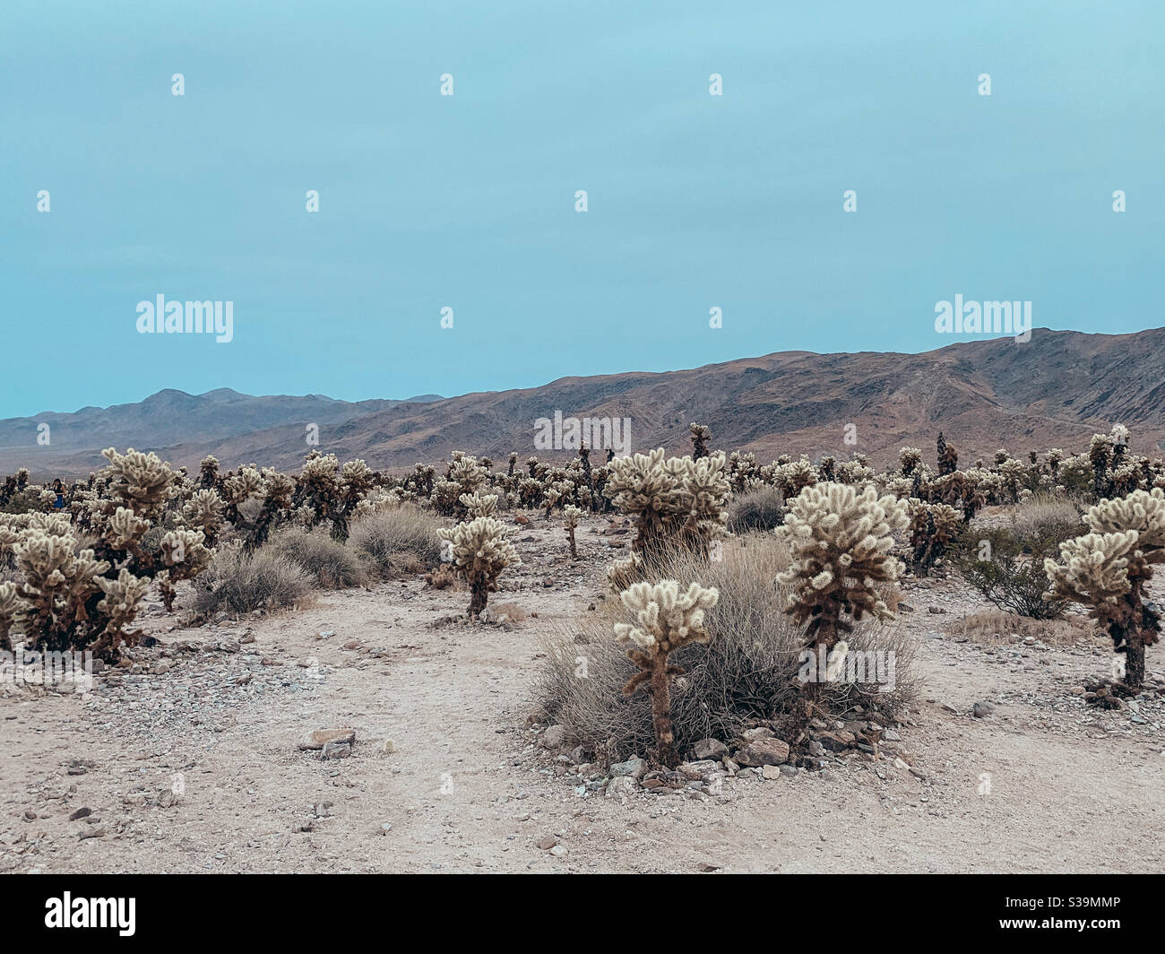 Cholla Kakteen Feld in der Wüste Stockfoto