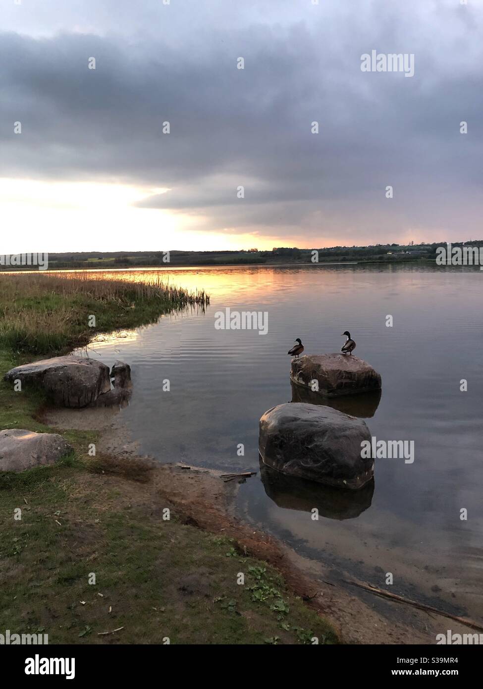 Schönes Naturbild über See mit Enten aufgenommen Stockfoto