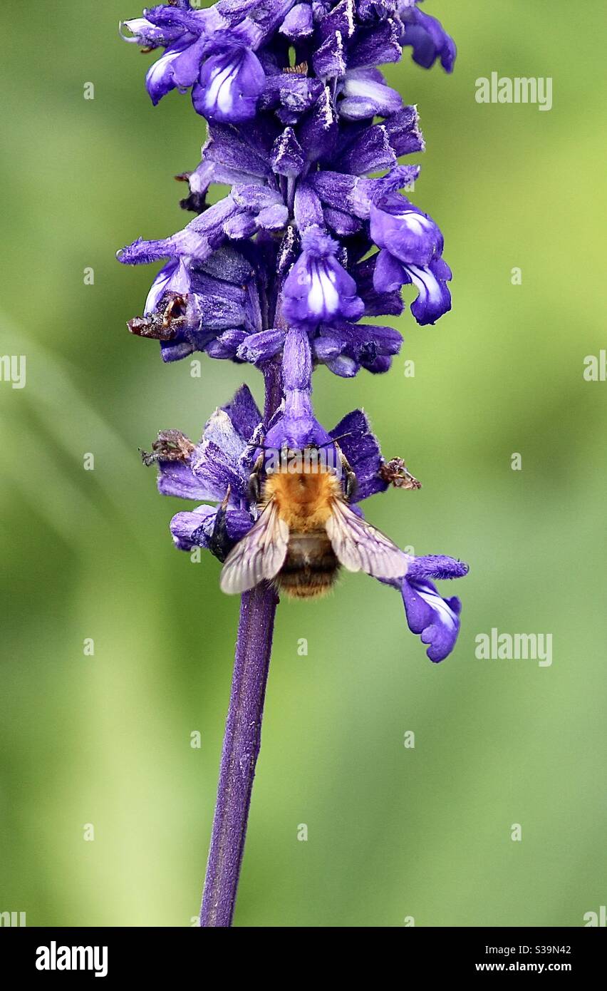 Baumbumblebee auf lila Salvia armistad in Cliveden Stockfoto