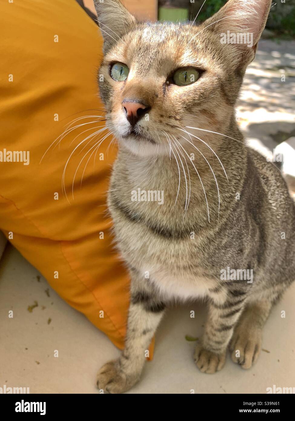 Katze mit orangefarbenem Kissen in der türkei Antalya - Smartphone-aufgenommenes Stockfoto