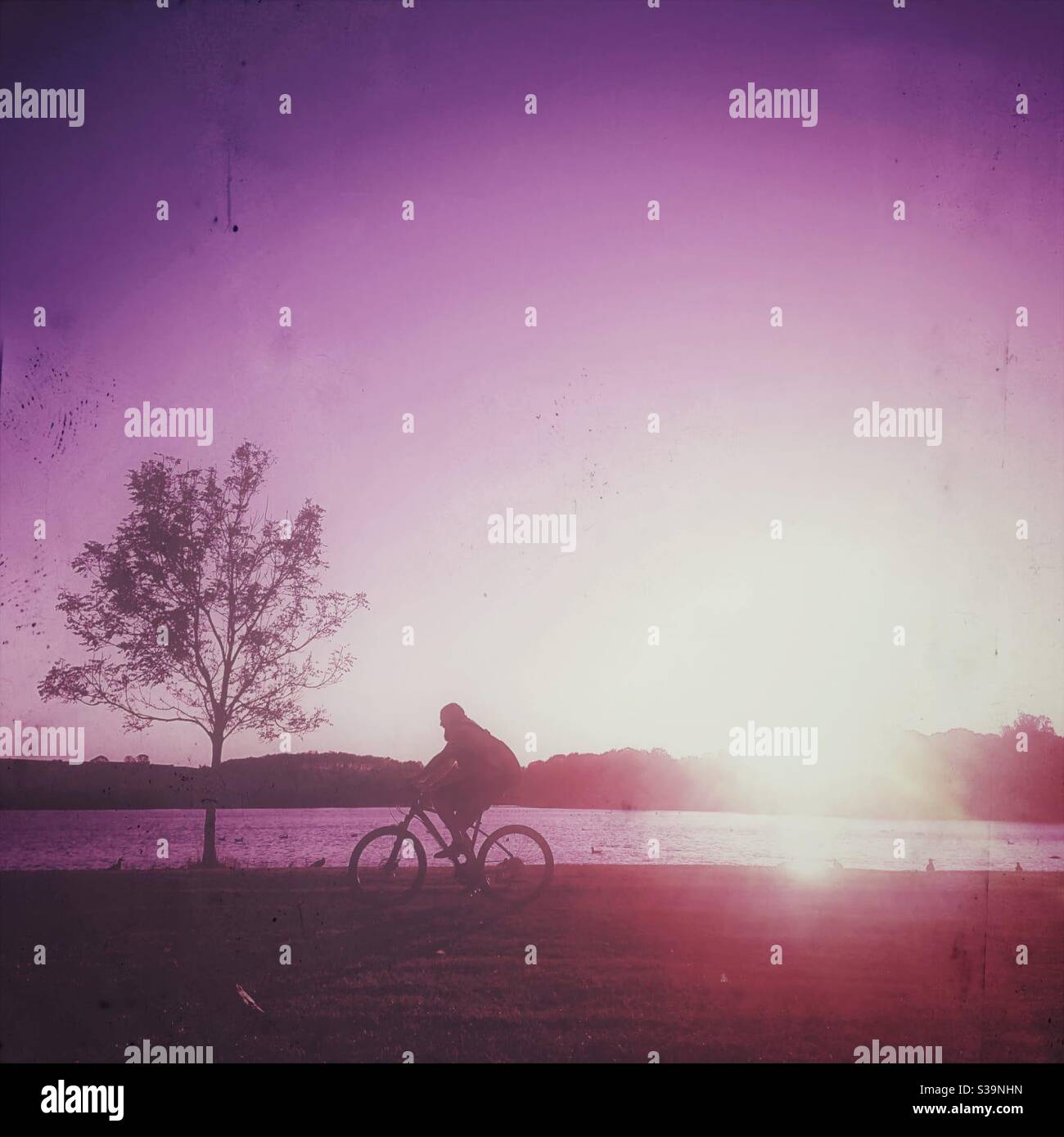 Ein gefiltertes Foto eines Mannes, der durch einen Park radelt Bei Sonnenuntergang mit einem See und einem Baum Stockfoto