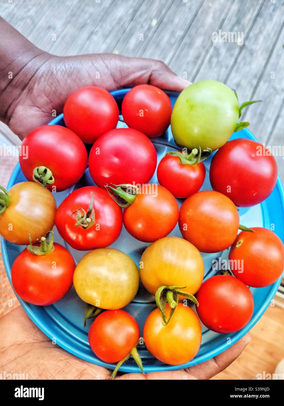 Selbstgewachsene Tomaten mit etwas halb reifen und vollständig reifen Früchte auf einem Teller, der von einer Frau gehalten wird Stockfoto
