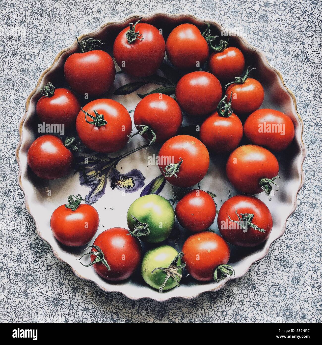 Frisch gepflückte, hausgemachte Tomaten im Spätsommer - Smartphone-aufgenommenes Stockfoto