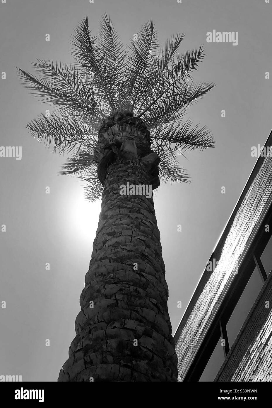 Schwarz/weiß, nach oben geneigt, hohe Palme, Wedel, die eine Krone bilden, Baumspitze, Sonne hinter Ihnen, an den Seiten glühend, Teilgebäude, Reihe von Fenstern, Seitenwinkel, Kopierraum, Natur neben dem Menschen gemacht Stockfoto
