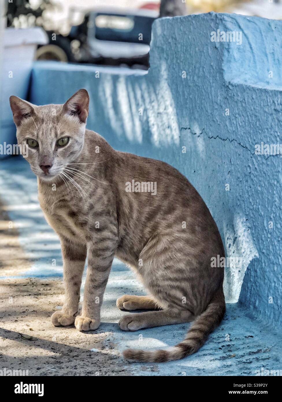 Griechische Katze. Stockfoto