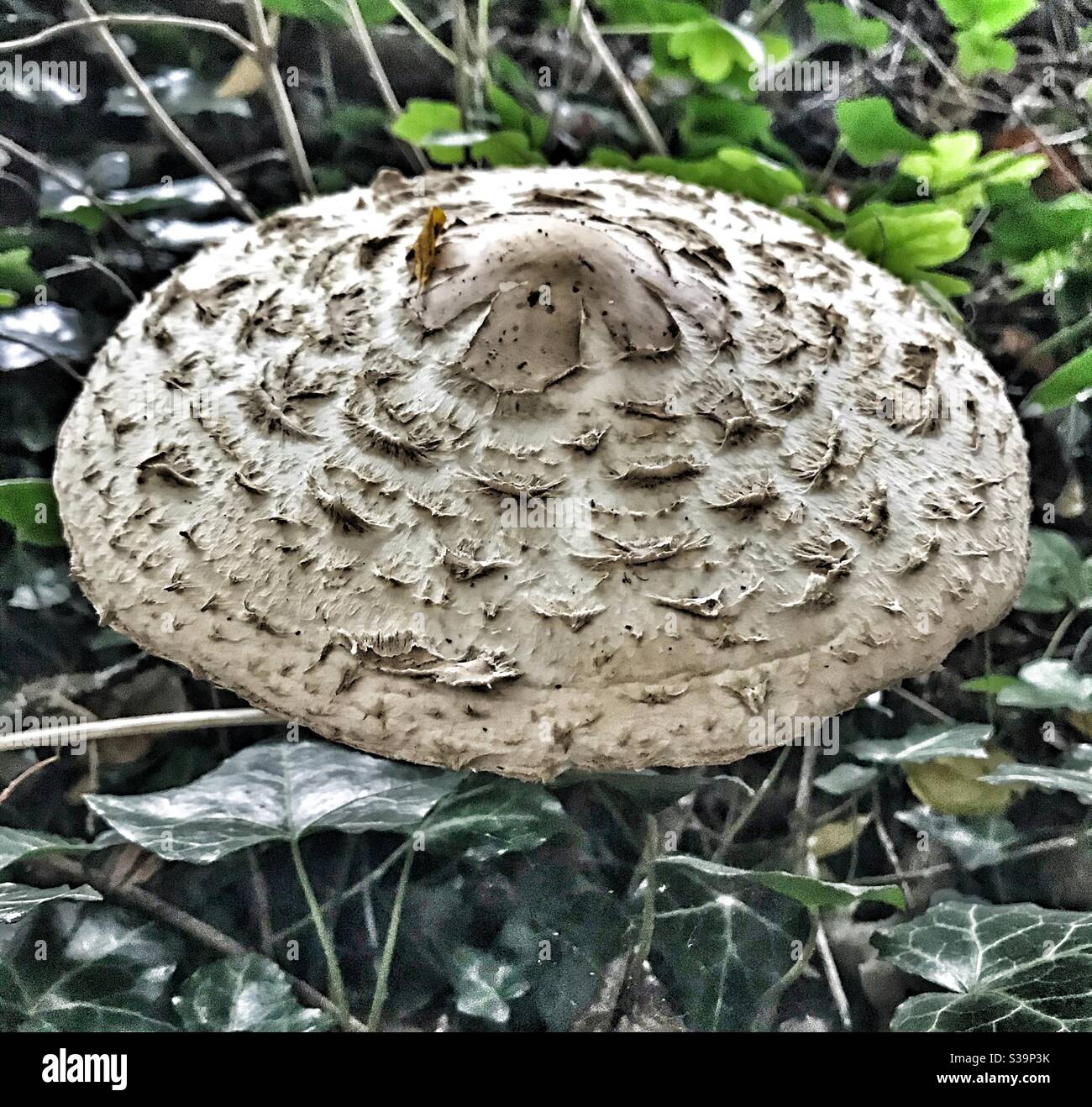 Efeu und pilze -Fotos und -Bildmaterial in hoher Auflsung  Alamy