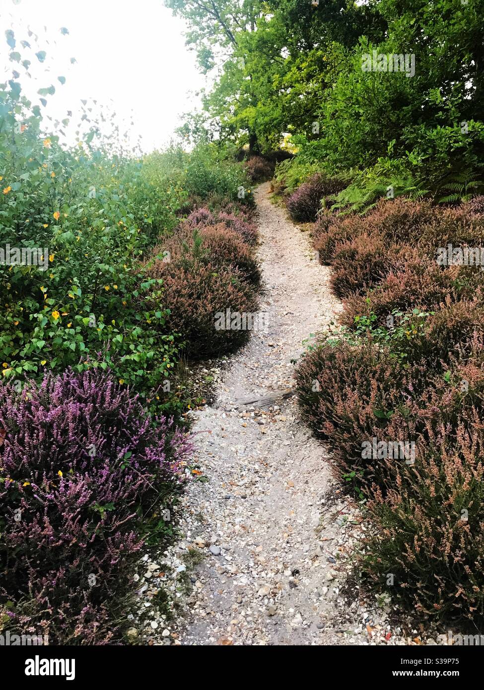 Waldweg mit wilder Heide - Finchampstead Grate Stockfoto