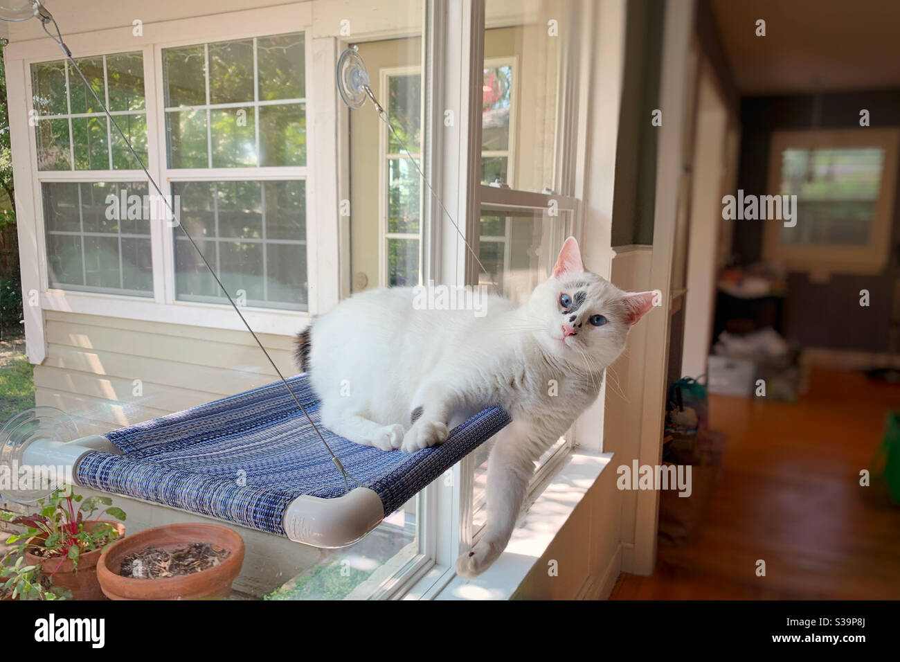 Große weiße Katze hängt im Fenstersitz. Stockfoto