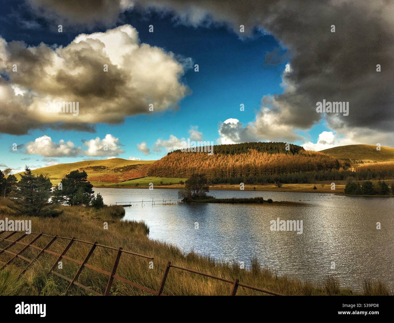 Cogra Moos in den westlichen Seen Stockfoto