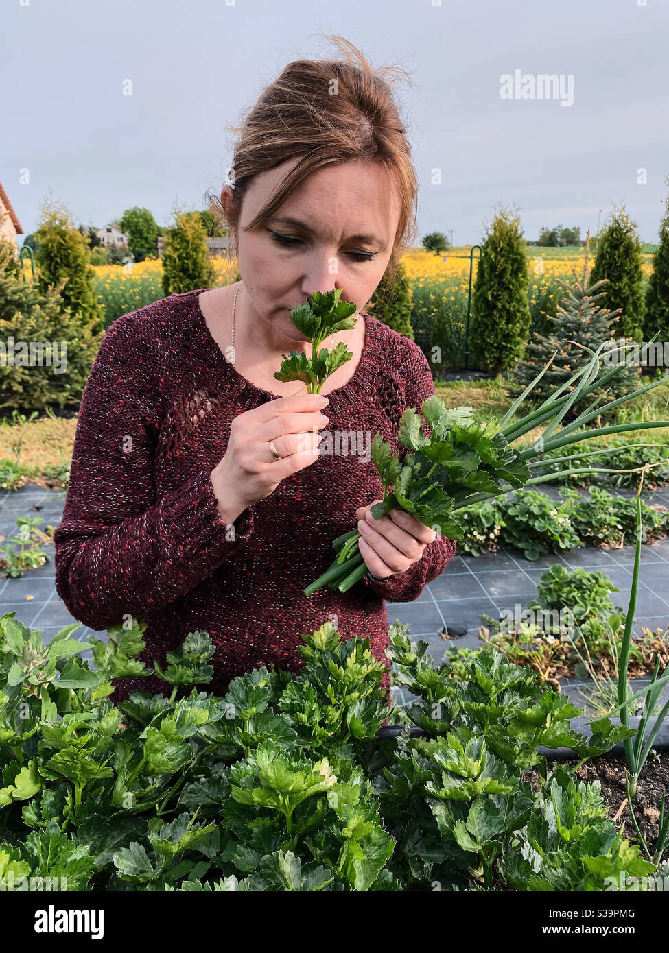 Frau pflücken das Gemüse, arbeiten in einem Hausgarten im Hinterhof. Ehrliche Menschen, echte Momente, authentische Situationen - Smartphone-aufgenommenes Stockfoto