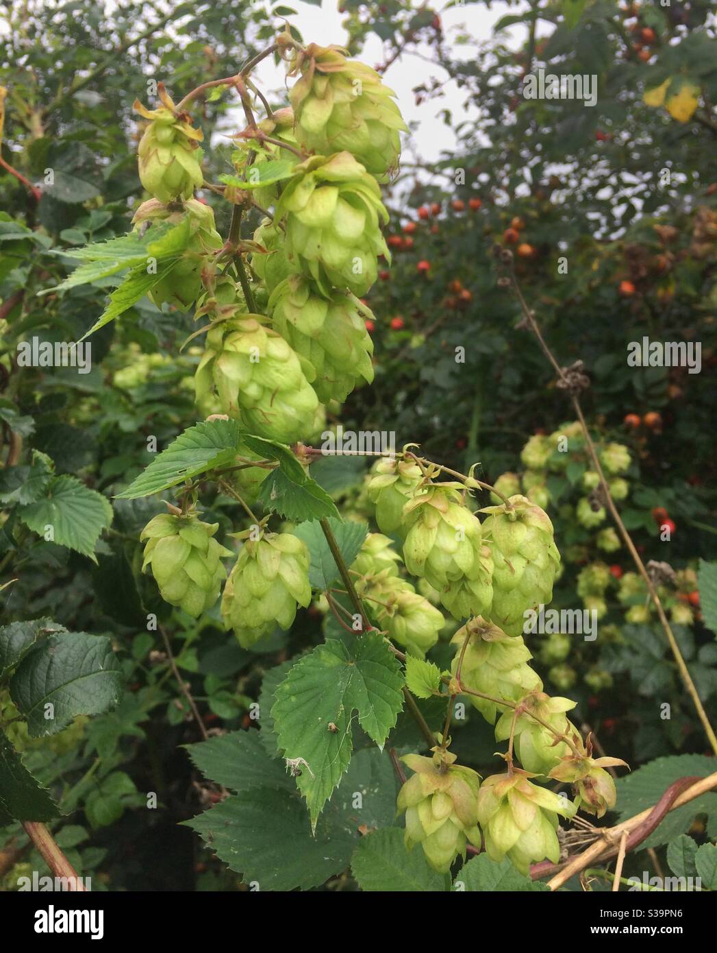 Hopfen wächst wild auf Tottenham Marshes, London, Großbritannien Stockfoto