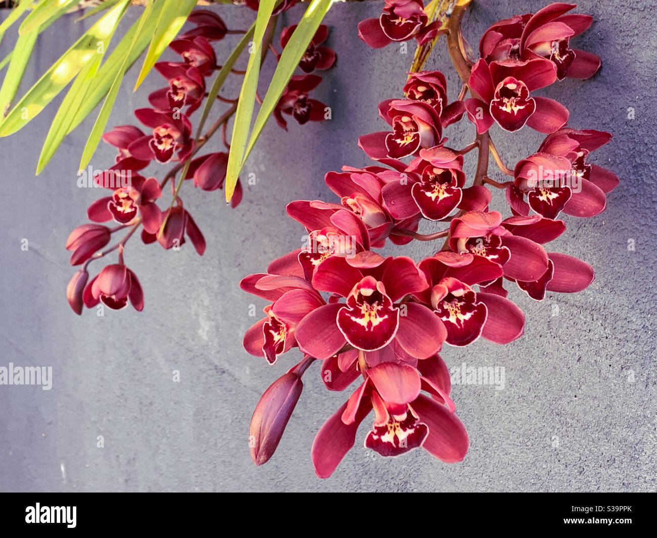 Stiele voller reicher roter Cymbidium-Orchideen Stockfoto