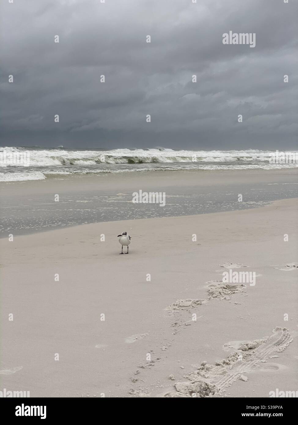 Möwe steht am Strand mit Hintergrund des Hurrikans Sally Über dem Golf von Mexiko Wasser Stockfoto