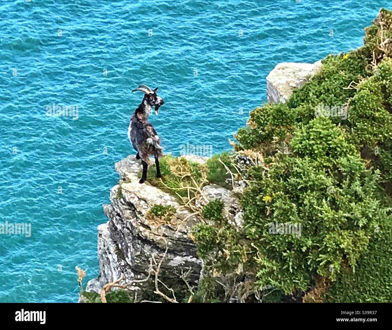 Ziege im Tal der Felsen Stockfoto