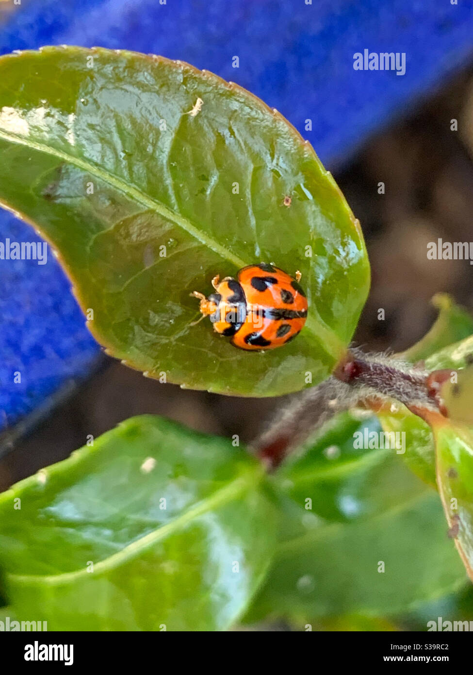 Ein glänzender Marienvogel auf einem glänzenden Blatt Stockfoto