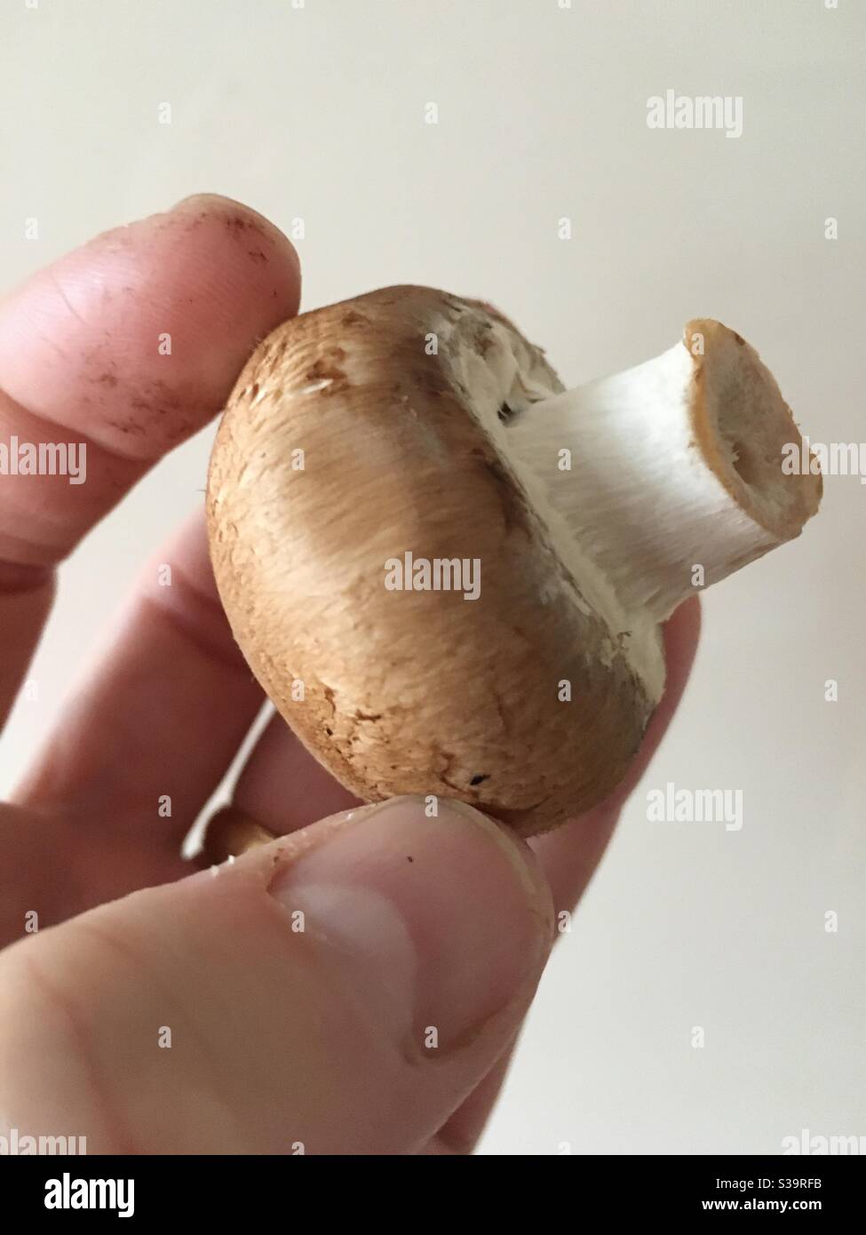 Nahaufnahme Hand hält einen Pilz - Smartphone-aufgenommenes Stockfoto