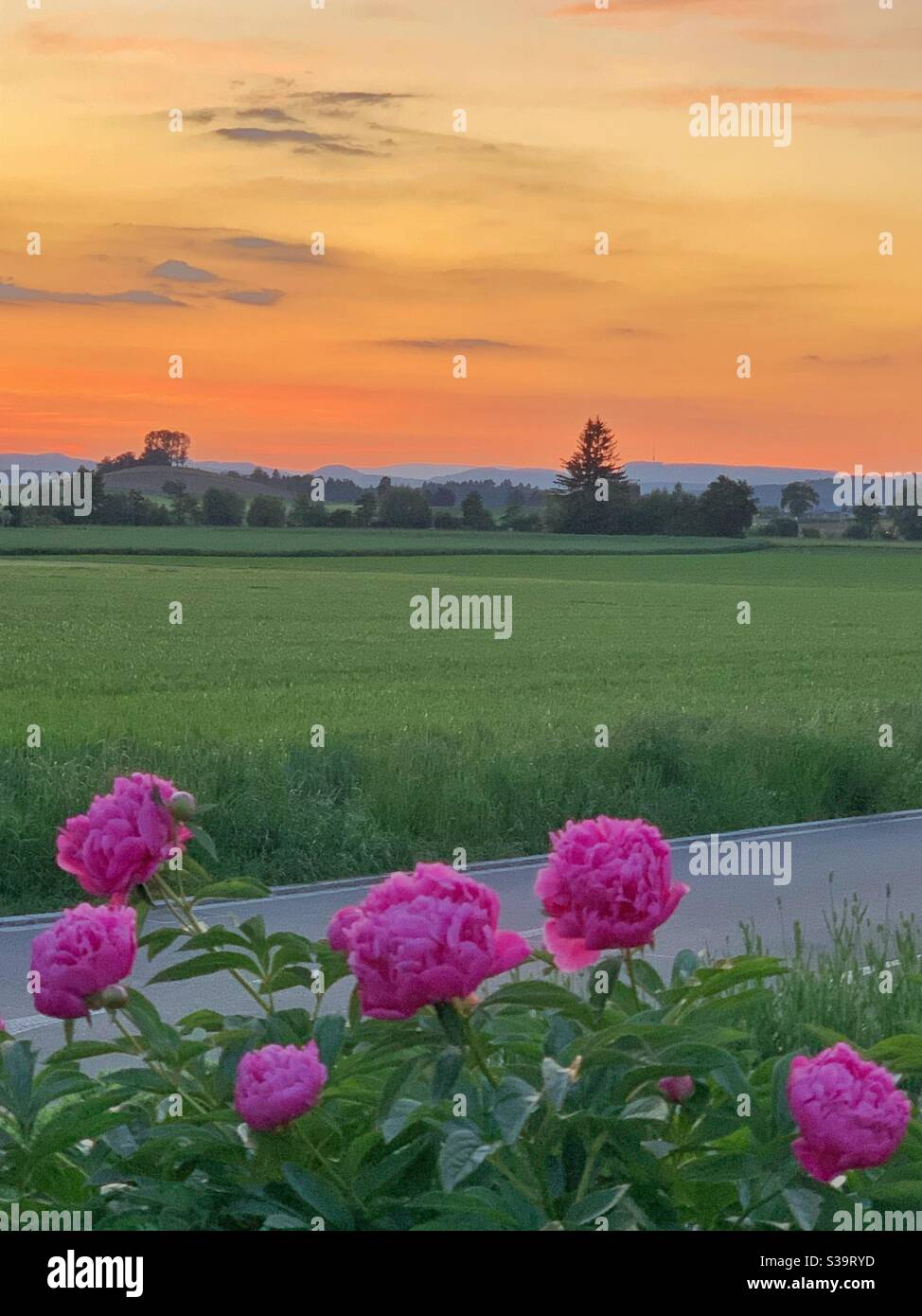 Rosa Pfingstrosen Blumen bei Sonnenuntergang Stockfoto