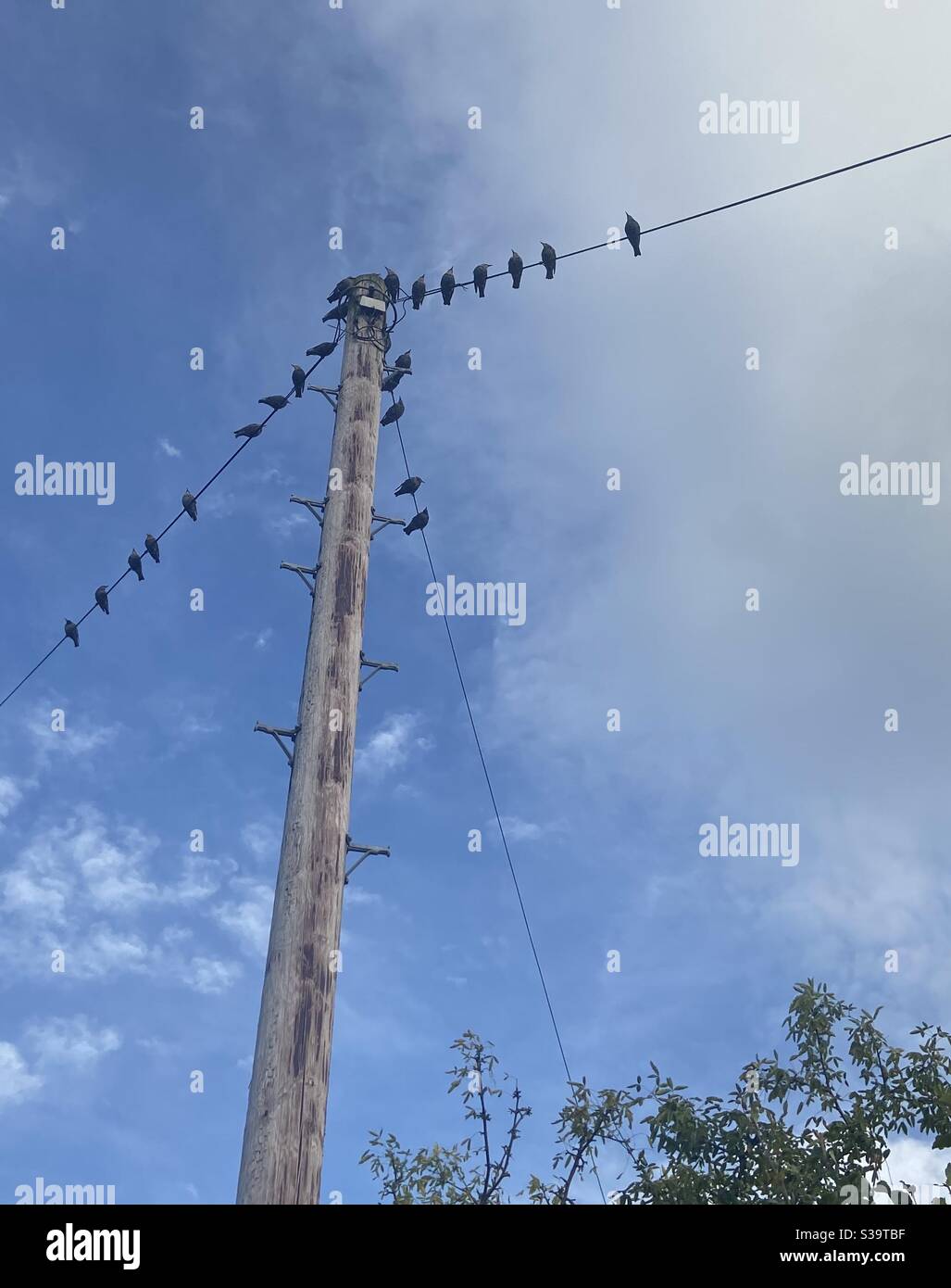 Vögel auf einem Telefonmast Stockfoto