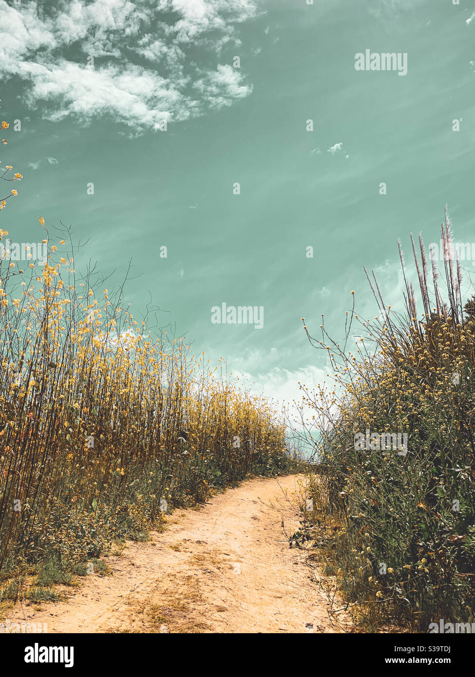 Low-Angle-Aufnahme des Weges umgeben von wilden Gräsern und Wildblumen unter einem sonnigen blauen Himmel. - Smartphone-aufgenommenes Stockfoto