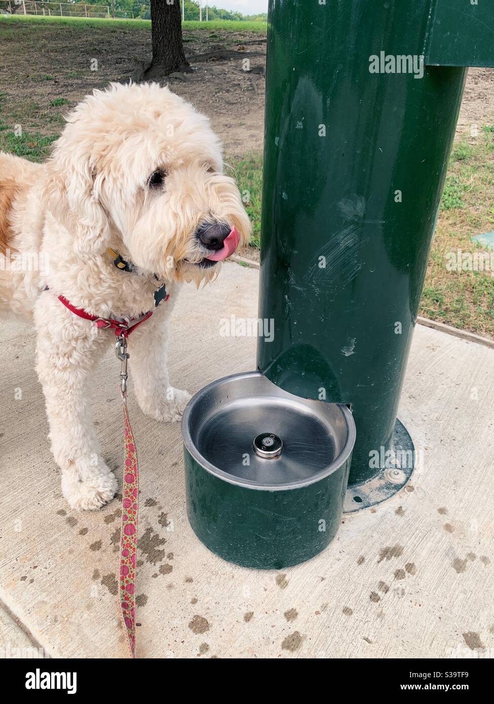Goldendoodle Hund genießt Getränk aus Hund Wasserbrunnen Stockfoto
