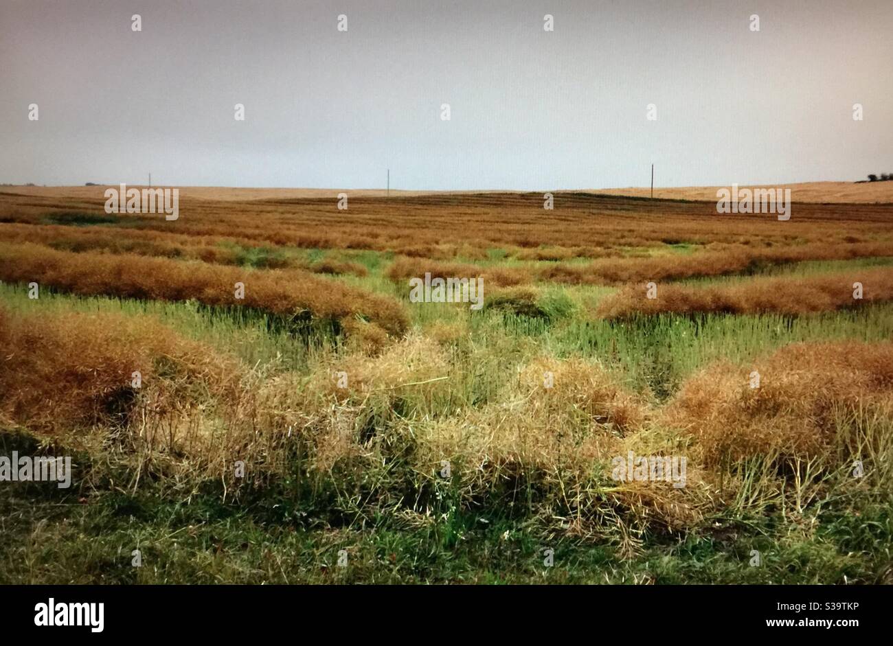 Alberta reist, Erntefelder, Getreide, Schwade, Landwirtschaft, Landwirtschaft, Herbst, Herbst, Ernte, Alberta, Alberta im Süden, Raps Stockfoto