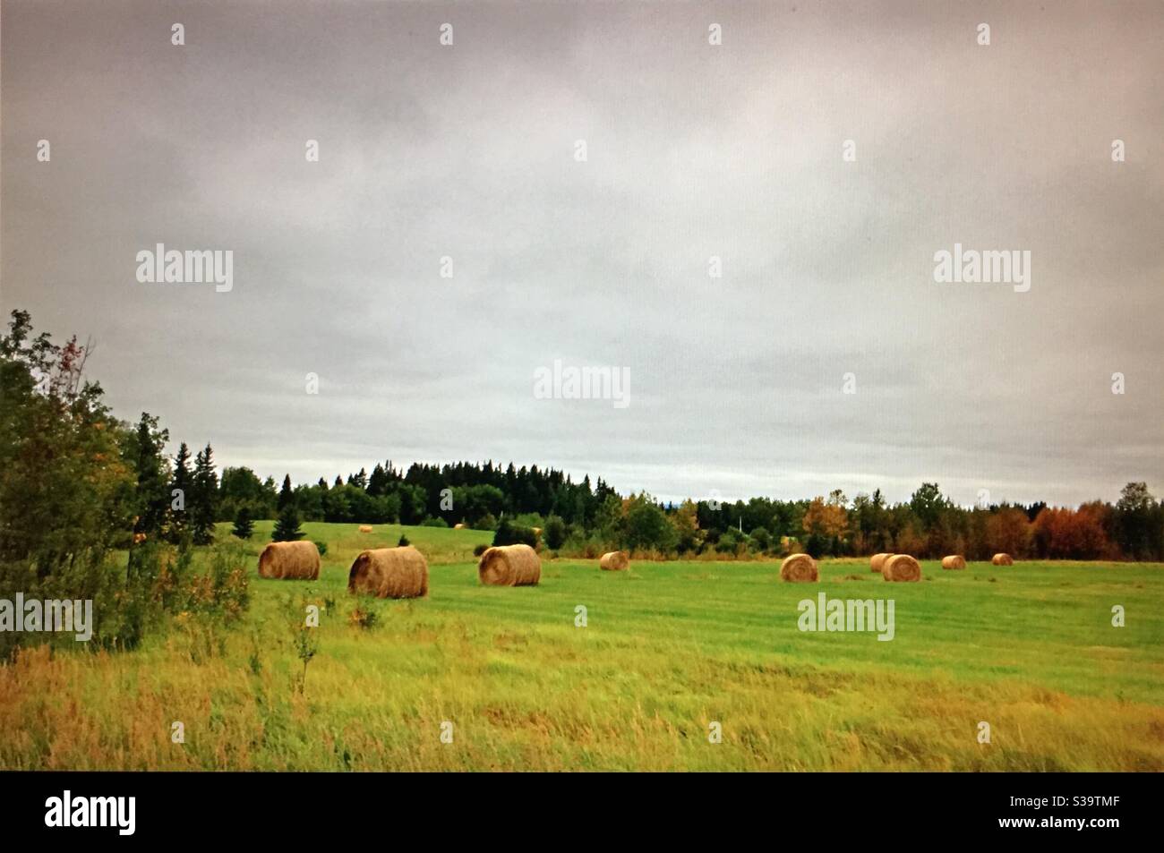 Alberta Reisen, Herbst Farben, Alberta, Herstellung Heu, Sammeln, Heuballen, Tierfutter, Lagerung, runde Ballen, Feld, Landwirtschaft Stockfoto