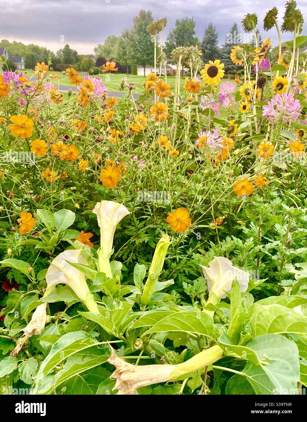 Mondblume und orangefarbener Kosmos Stockfoto