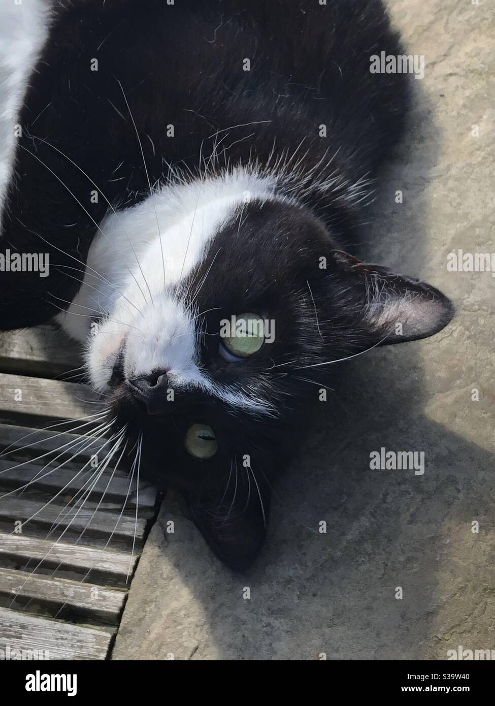 Schwarzweiss-Katze mit grünen Augen Stockfoto