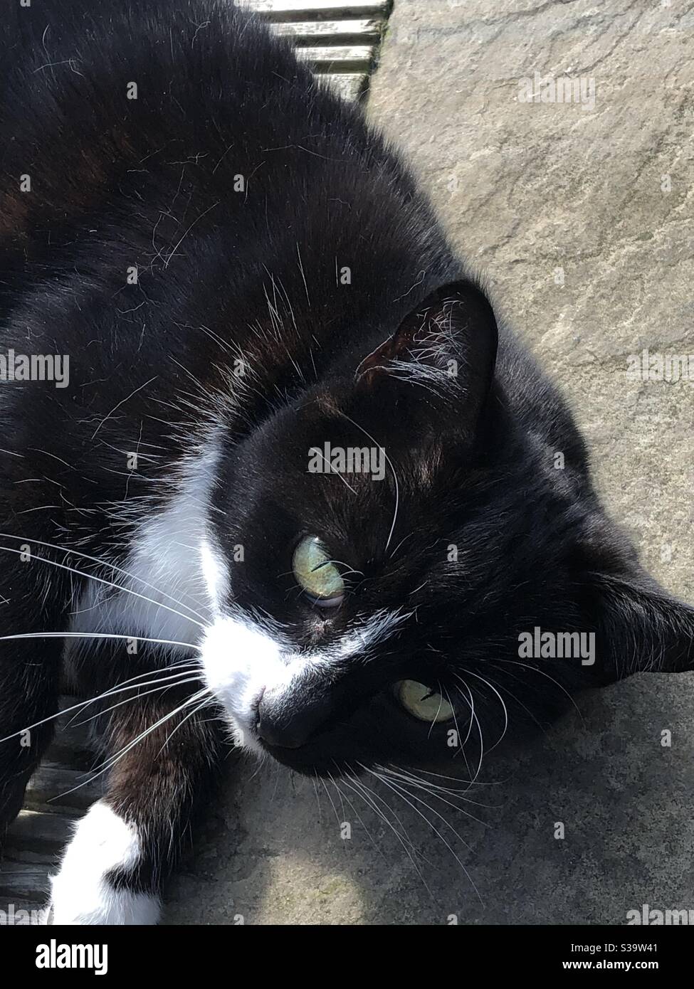 Schwarzweiss-Katze mit grünen Augen Stockfoto