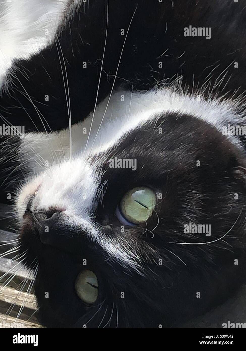 Schwarz-weiße Katze mit grünen Augen, Nahaufnahme Stockfoto
