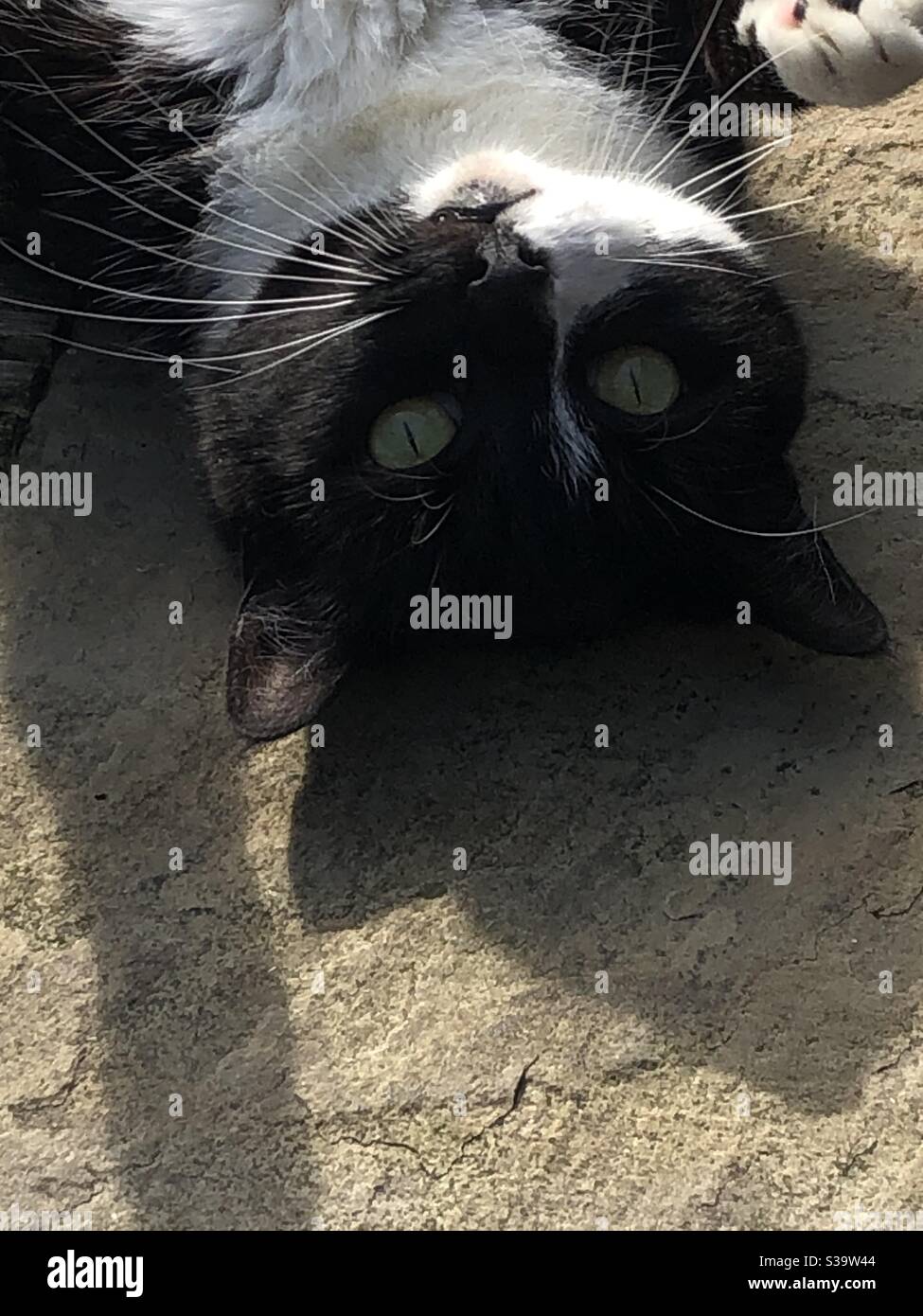 Schwarz-weiße Katze, verspielte, grüne Augen, Schnurrhaare, Sonnenschein Stockfoto