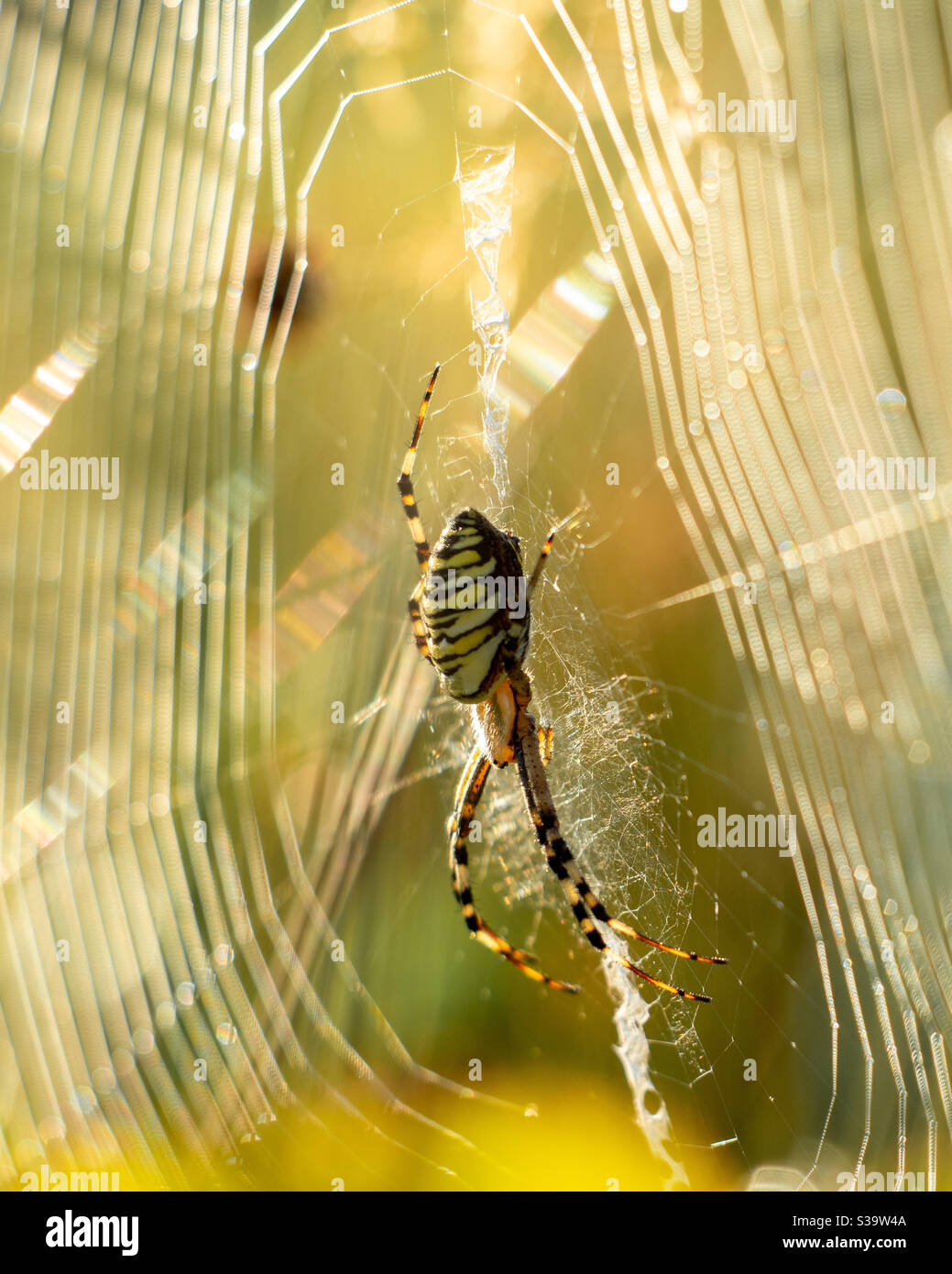 Nahaufnahme einer Spinne in der Mitte seines Netzes Stockfoto