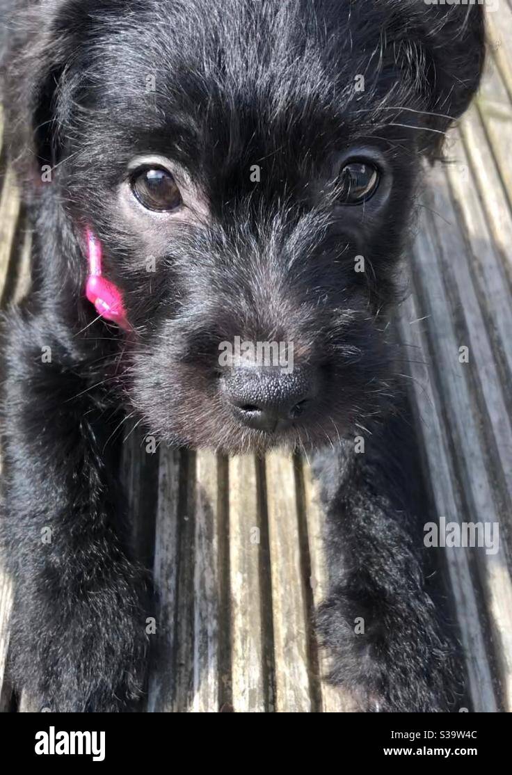 Schwarz Puppy, niedlich, große Augen Stockfoto