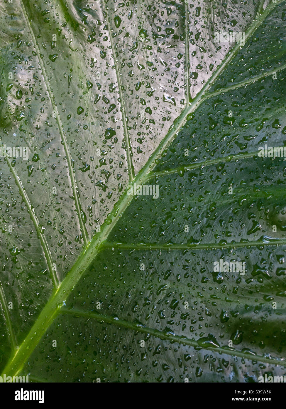 Regentropfen auf einem grünen Blatt. Stockfoto