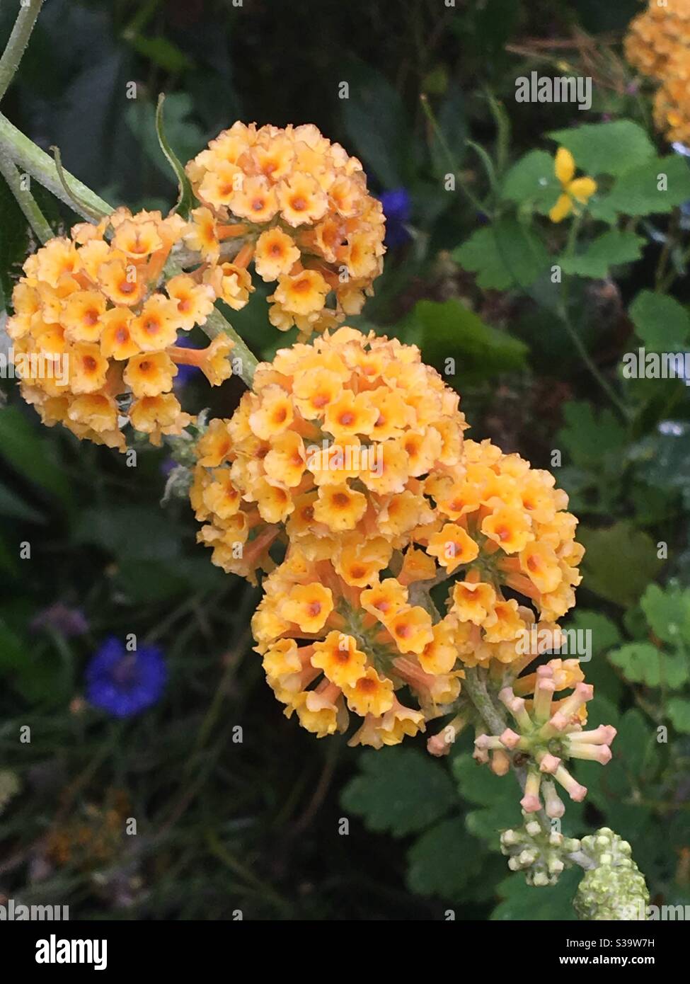 Gelbe Blüten, hübsch, aus nächster Nähe Stockfoto