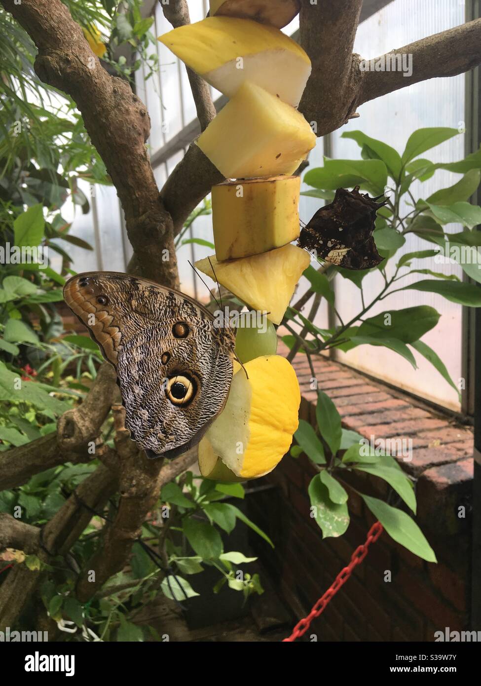 Schmetterlinge auf Obst, Nahaufnahme, Blätter und Baum Stockfoto