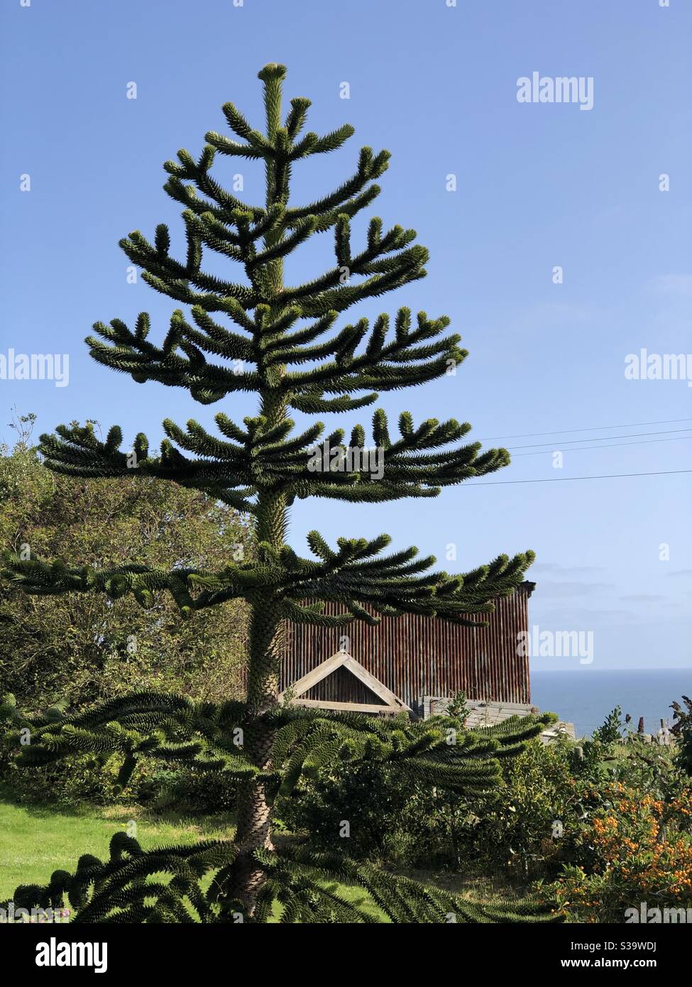 Affe Puzzle-Baum in einer Küstenlage - Smartphone-aufgenommenes Stockfoto