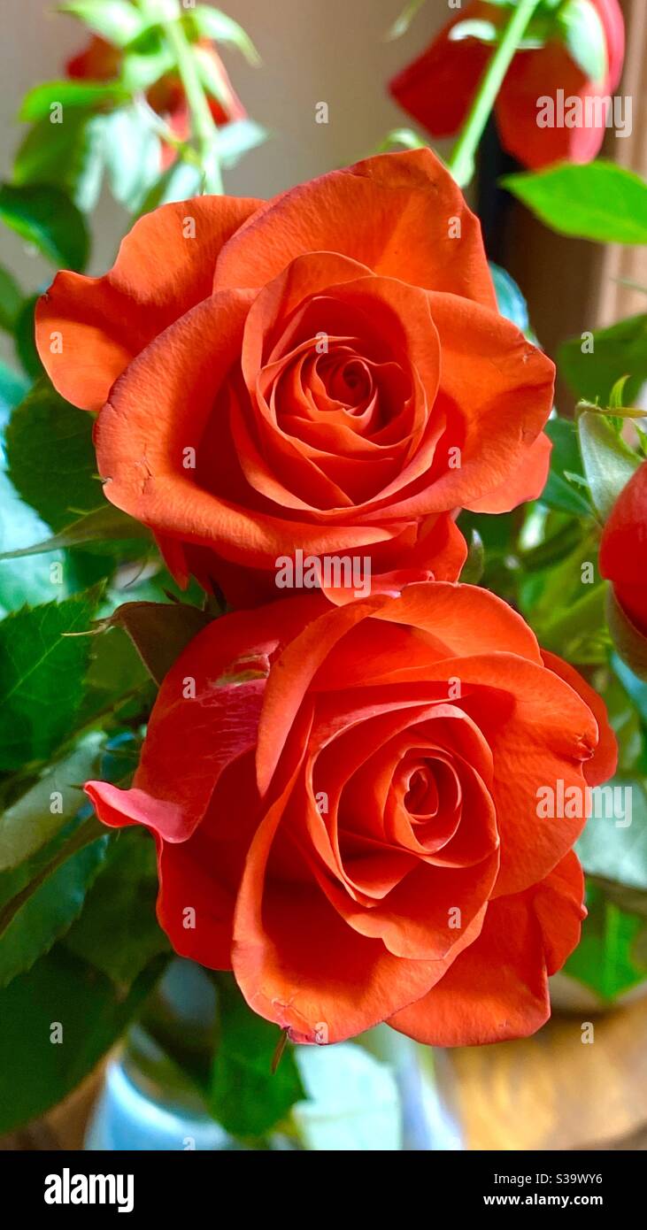 Rote Rosen Stockfoto