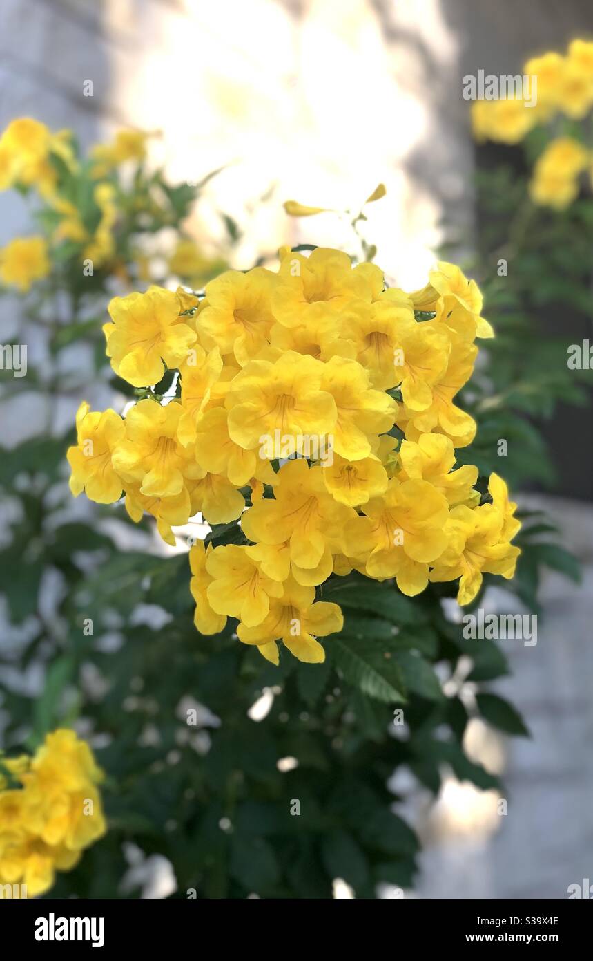 Texanische gelbe Glocken in voller Blüte im Sommer. Stockfoto