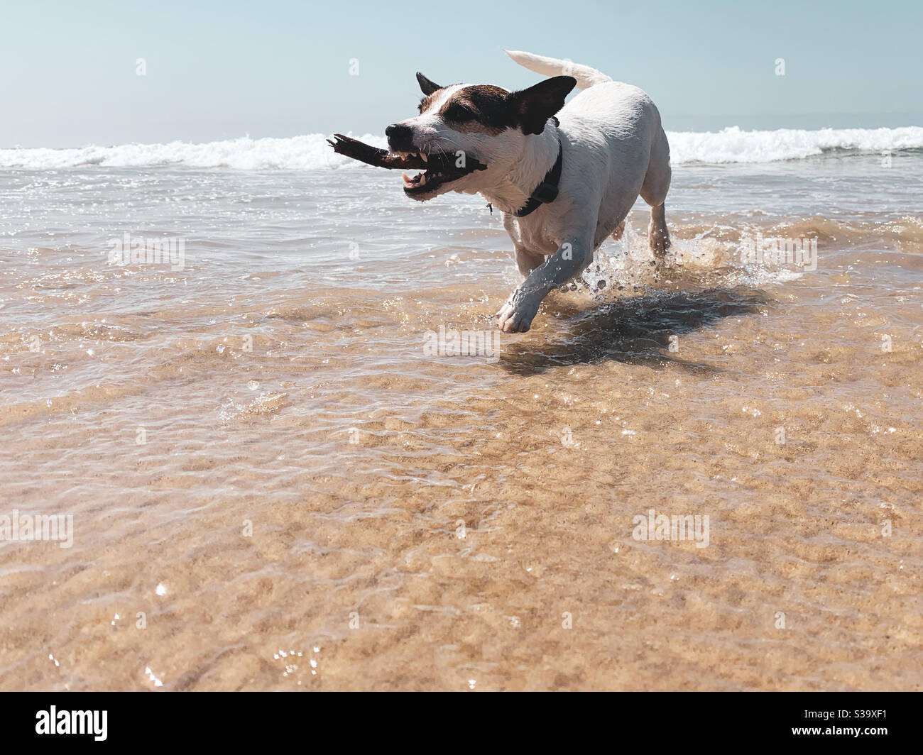Hund mit Stock im Mund läuft im Wasser an einem sonnigen Sandstrand. Stockfoto