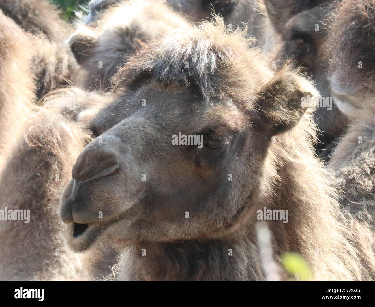 Glückliches Kamel in Sonnenschein und Sand Stockfoto