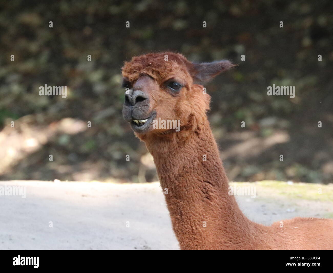 Lustige Braune Alpaka - Smartphone-aufgenommenes Stockfoto